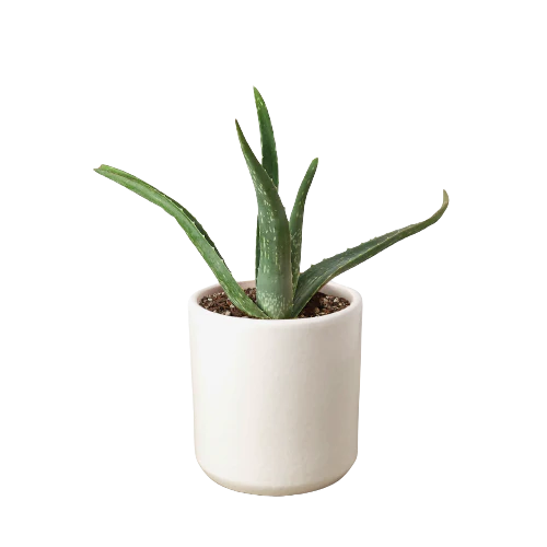 Aloe Vera – Low Maintenance Succulent | SunriseDaylas