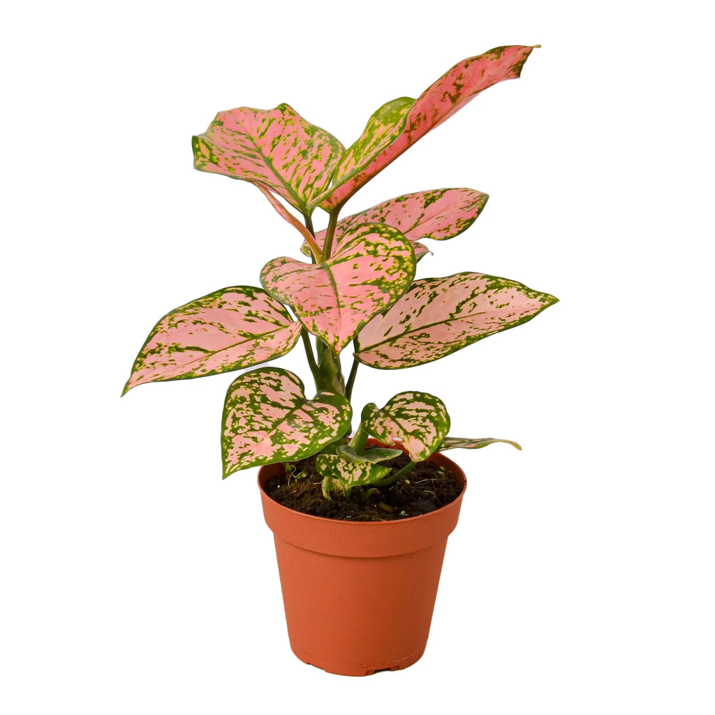 Chinese Evergreen ‘Lady Valentine’ – Pink Variegated Indoor Plant | SunriseDaylas