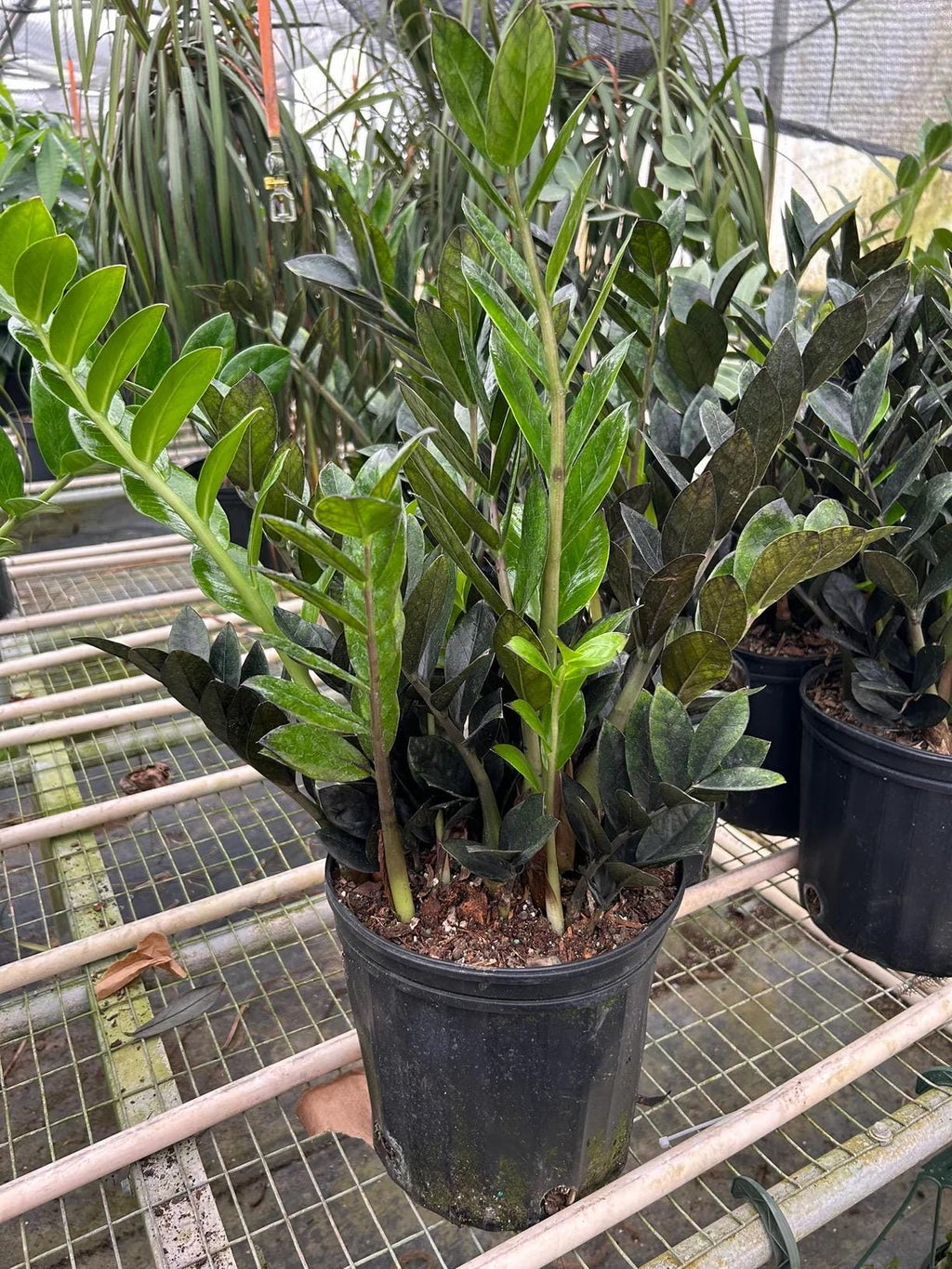 Raven ZZ Plant | Zamioculcas Zamiifolia Raven | Black Leaf Rare Houseplant | Low Light Indoor Plant | Air Purifying | Live Plant