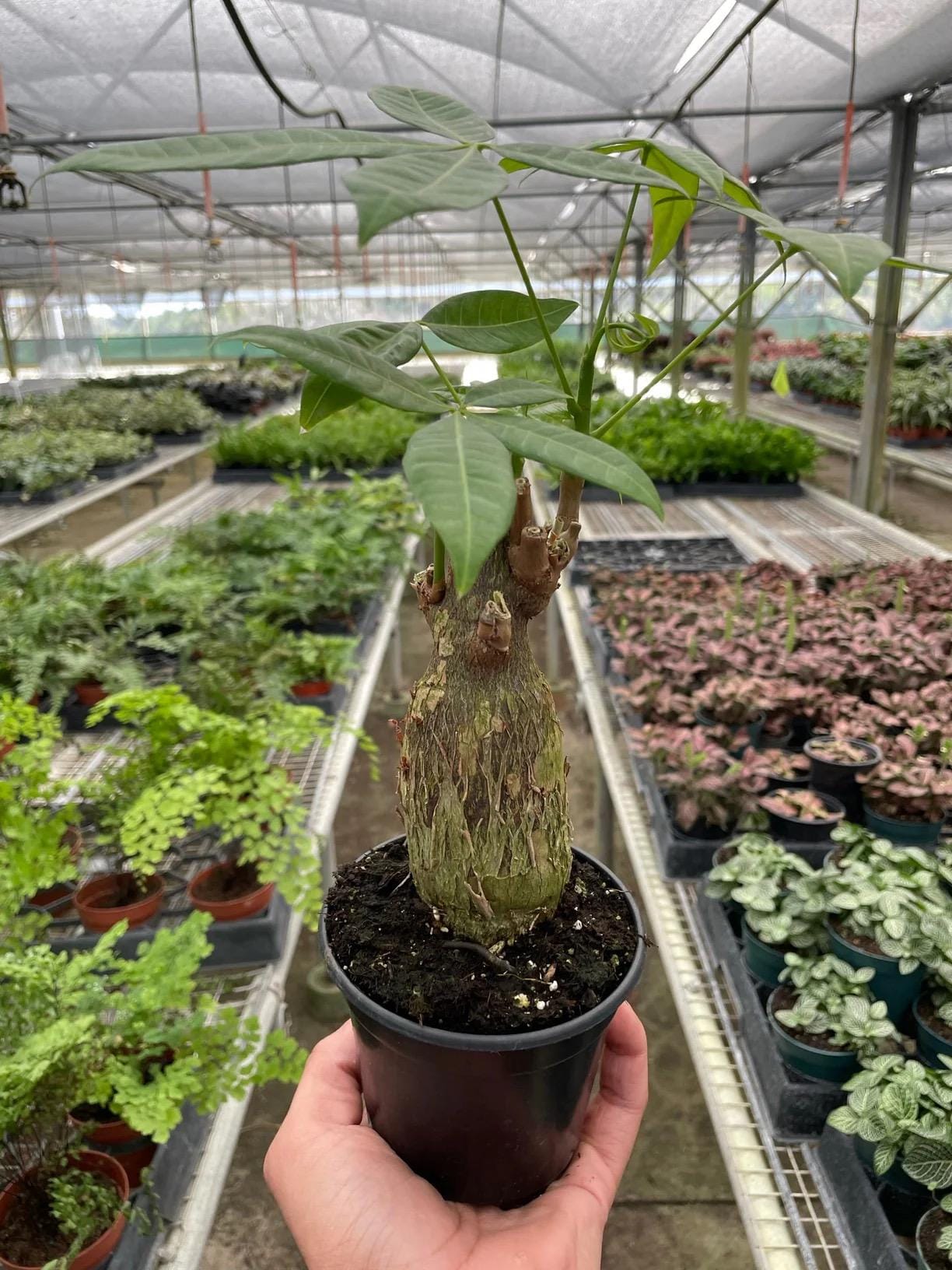 Money Tree Stump Plant | Pachira Aquatica, Good Luck, Easy Care Indoor Houseplant