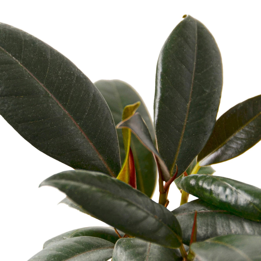 Ficus Elastica ‘Burgundy’ – Small Indoor Rubber Tree | SunriseDaylas