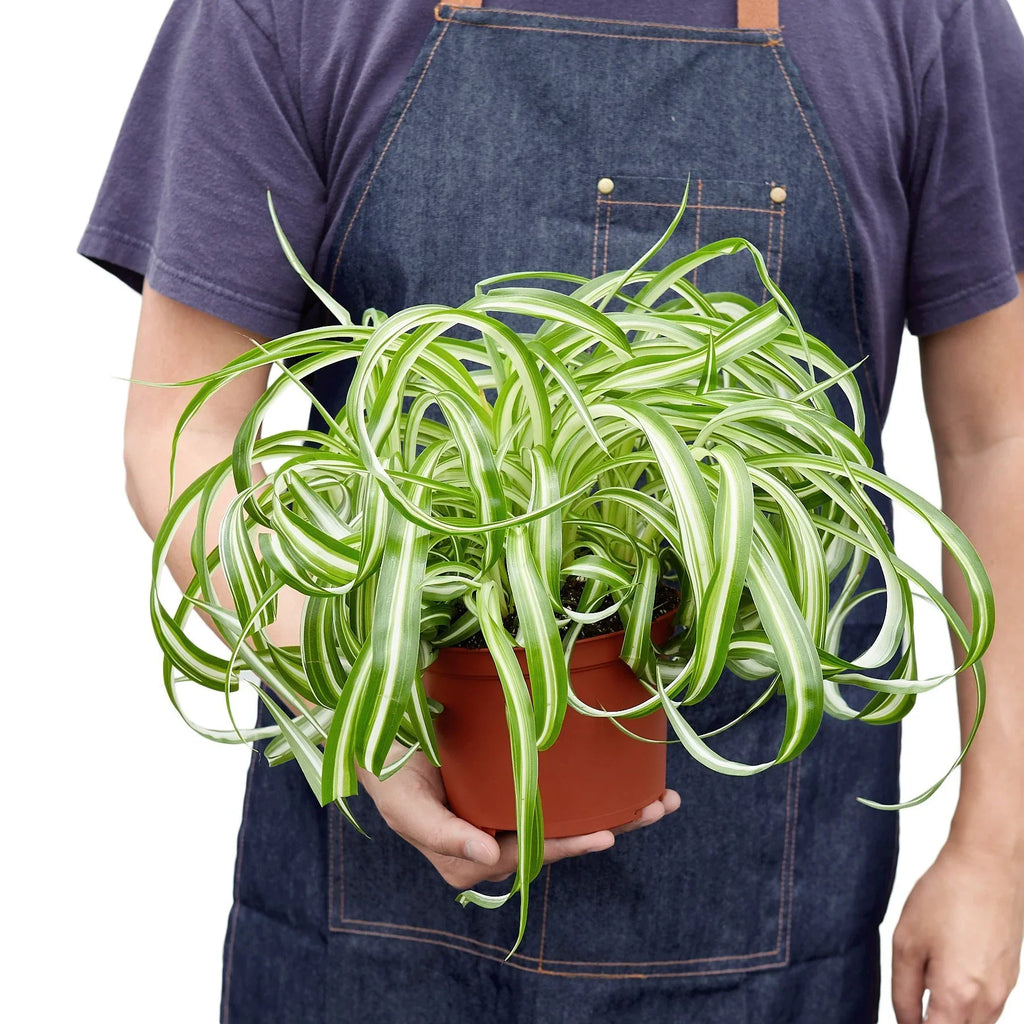 Spider Plant Bonnie – Pet Friendly Air Purifying Plant | SunriseDaylas
