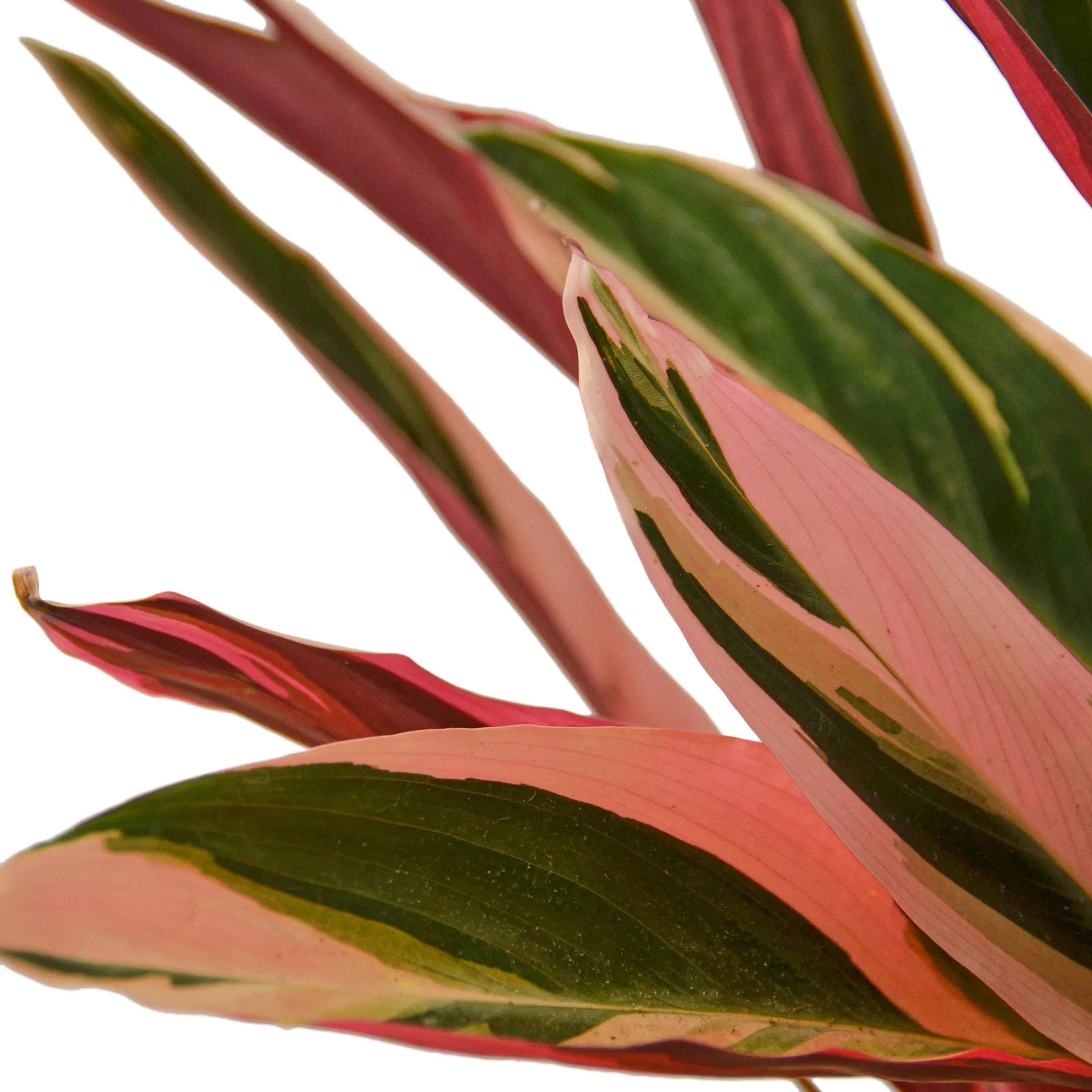 Stromanthe Triostar – Exotic Variegated Indoor Plant | SunriseDaylas
