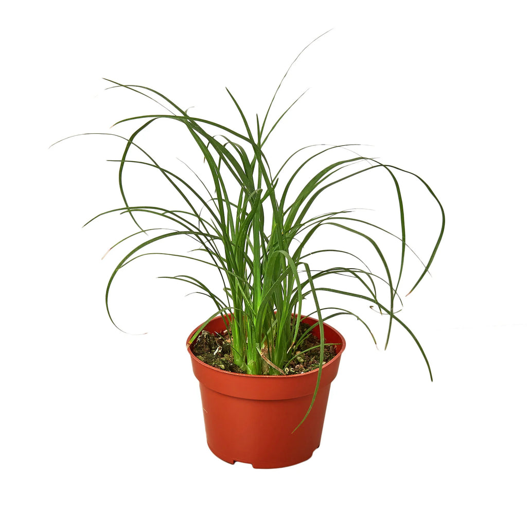 Ponytail Palm – Unique Caudiciform Indoor Plant | SunriseDaylas