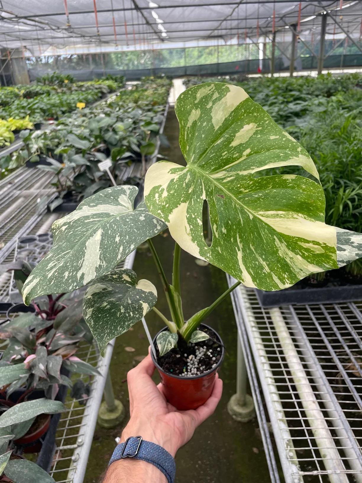 Monstera Thai Constellation Live Plant | Rare Variegated Leaves (2in 4in 6in Pot)