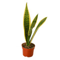 Snake Plant Laurentii – Easy Care Air Purifier | SunriseDaylas