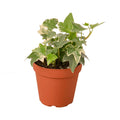 English Ivy Glacier Plant | Variegated Trailing Hedera Helix (3-6in Pot)