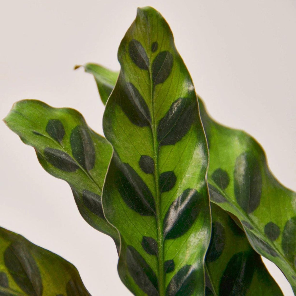 Rattlesnake Plant | Calathea Lancifolia | Live Rooted Tropical Plant | Pet Friendly | 4in 6in Pot