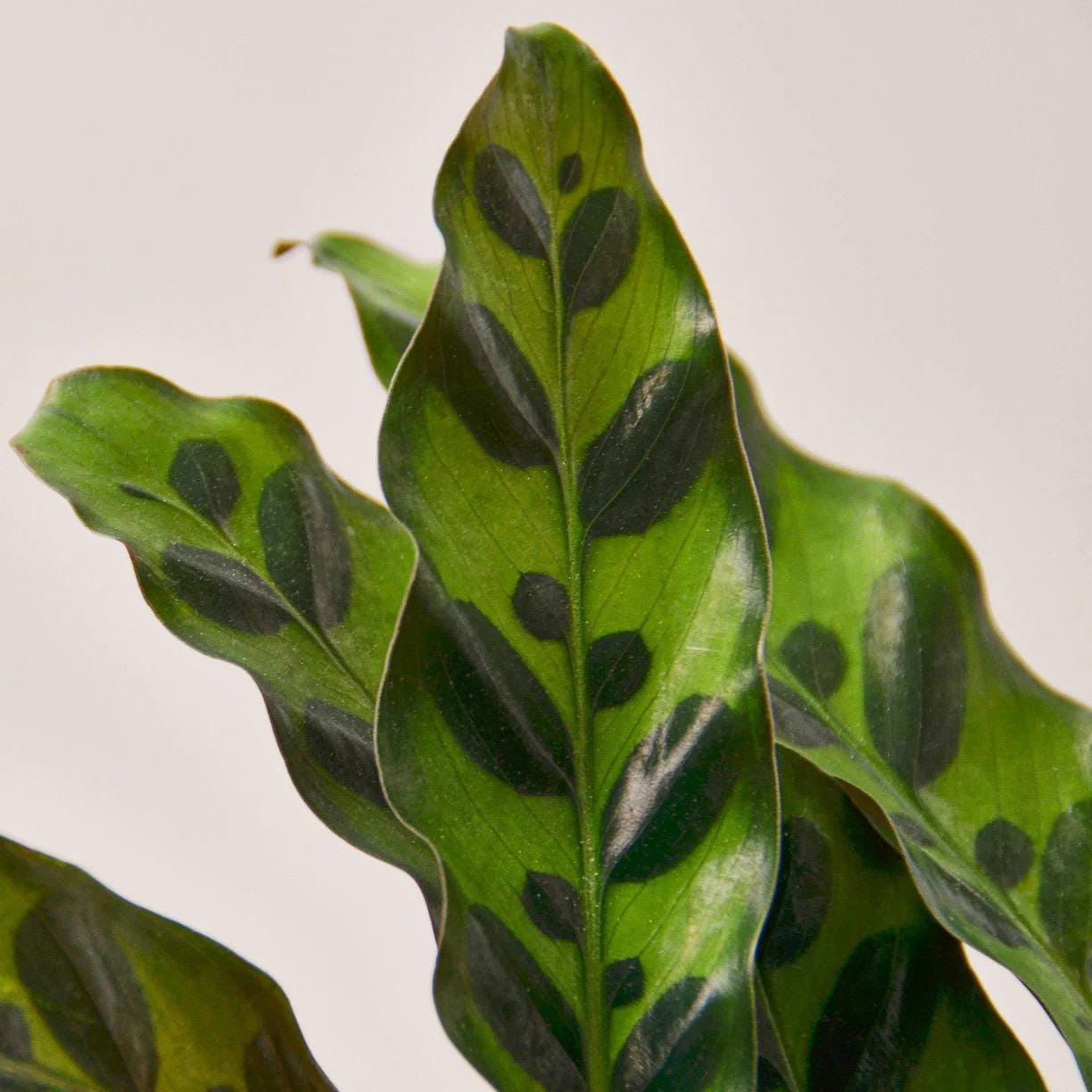 Rattlesnake Plant | Calathea Lancifolia | Live Rooted Tropical Plant | Pet Friendly | 4in 6in Pot