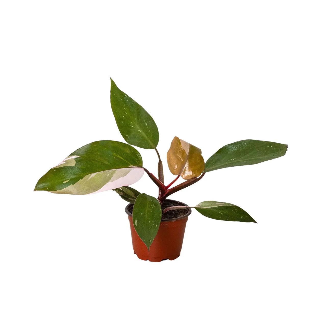 Pink Princess Philodendron | Philodendron Erubescens | Rare Variegated | Live Rooted Plant | 4in 6in Pot