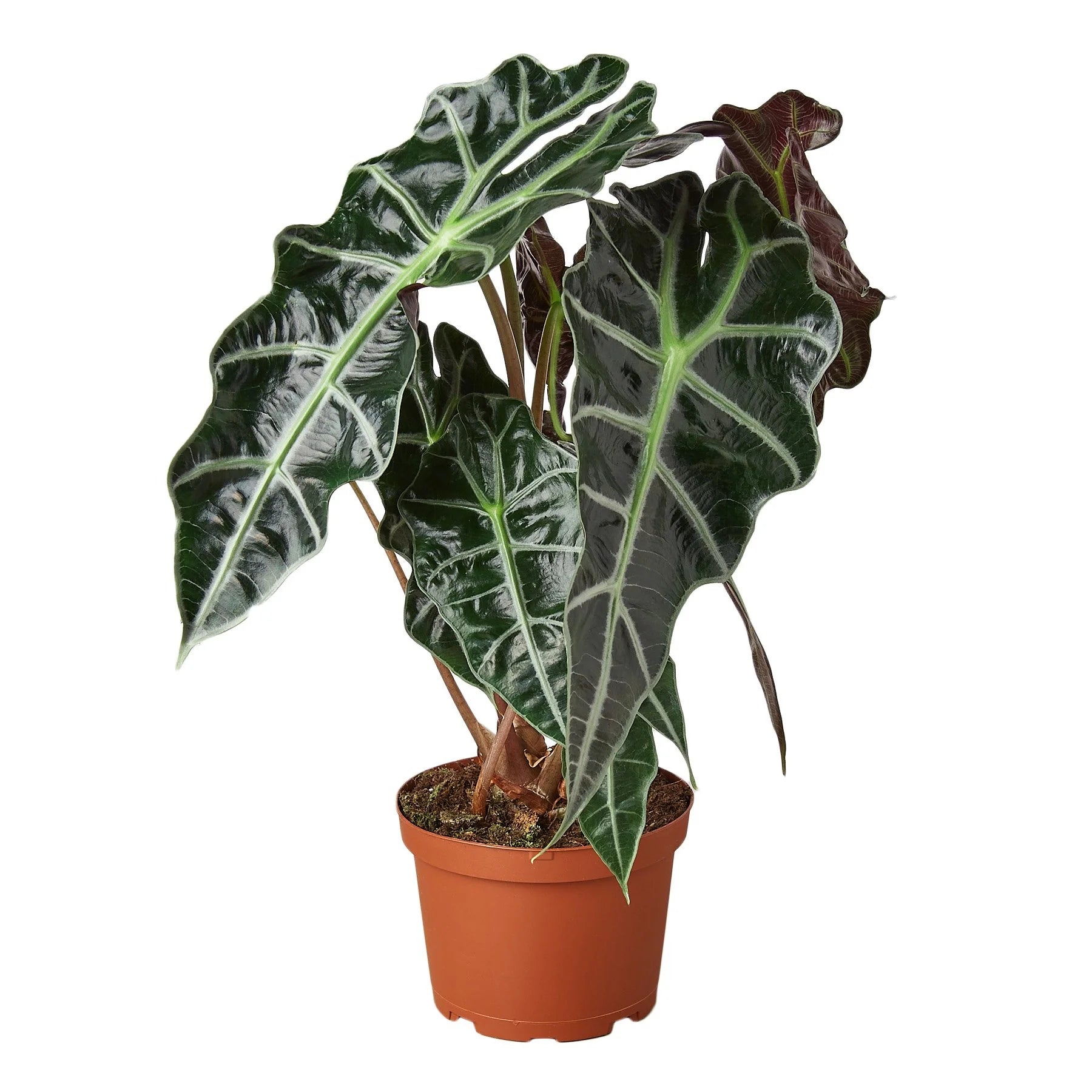Alocasia Polly – African Mask Indoor Statement Plant | SunriseDaylas