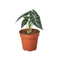 Alocasia ‘Bambino’ (Amazonica) – Rare Compact Arrowhead Plant (4” Pot) | SunriseDaylas