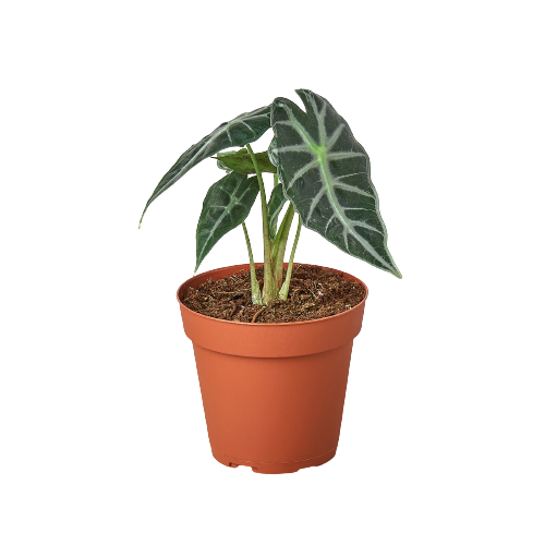 Alocasia ‘Bambino’ (Amazonica) – Rare Compact Arrowhead Plant (4” Pot) | SunriseDaylas