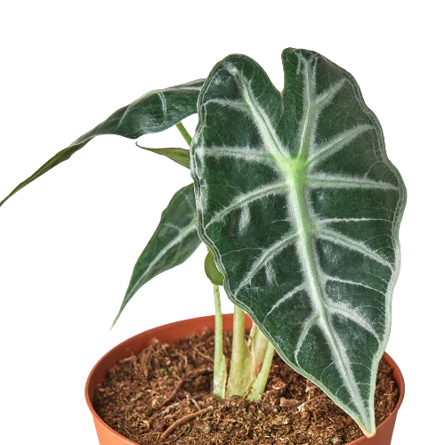 Alocasia ‘Bambino’ (Amazonica) – Rare Compact Arrowhead Plant (4” Pot) | SunriseDaylas