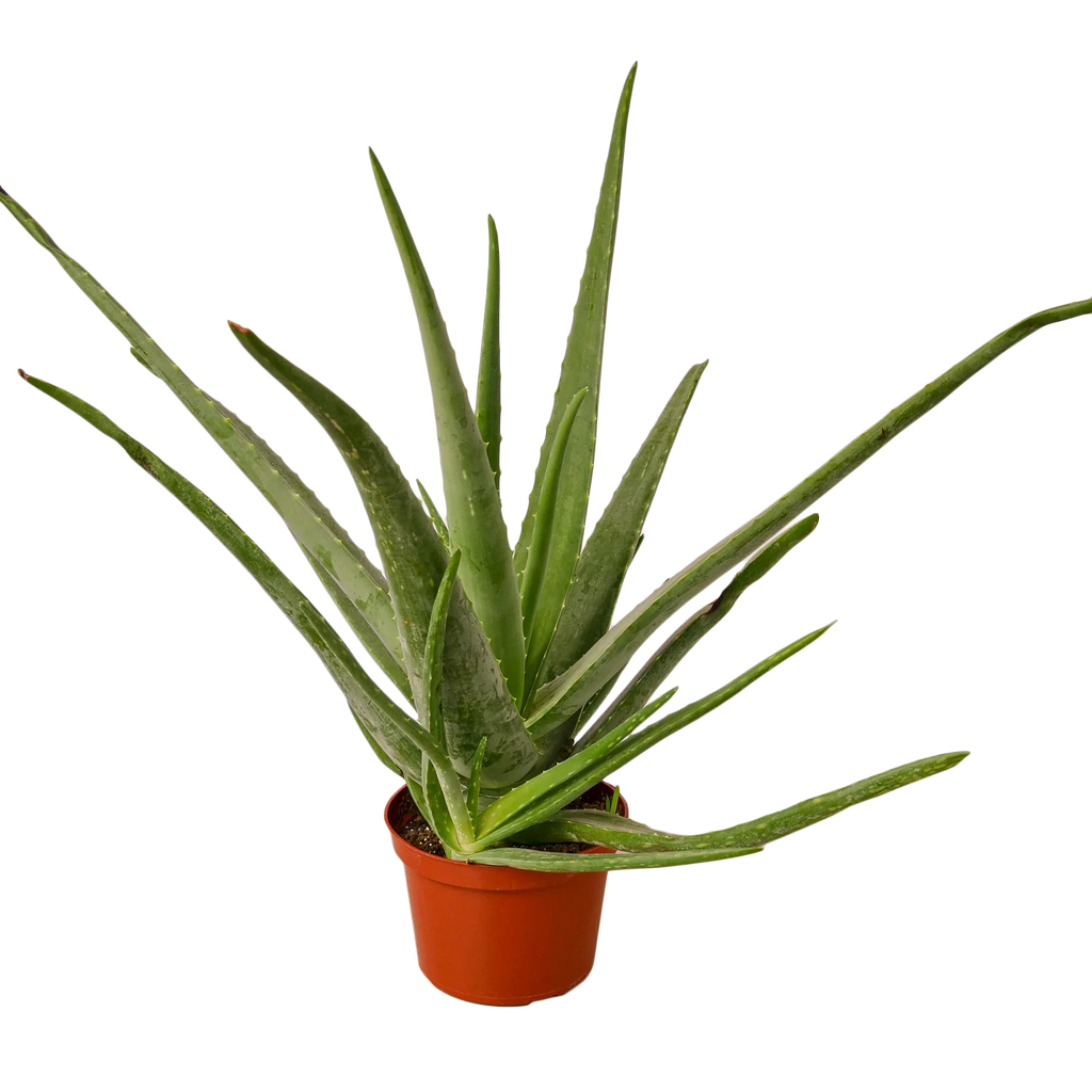 Aloe Vera – Low Maintenance Succulent | SunriseDaylas
