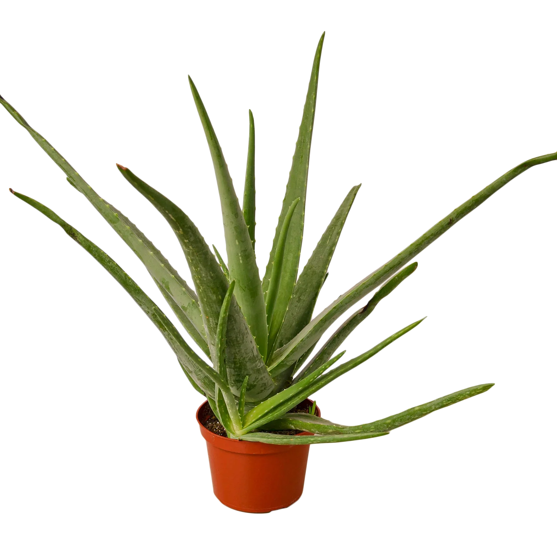 Aloe Vera – Low Maintenance Succulent | SunriseDaylas