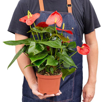 Red Anthurium – Exotic Tropical Flower | SunriseDaylas