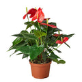 Red Anthurium – Exotic Tropical Flower | SunriseDaylas