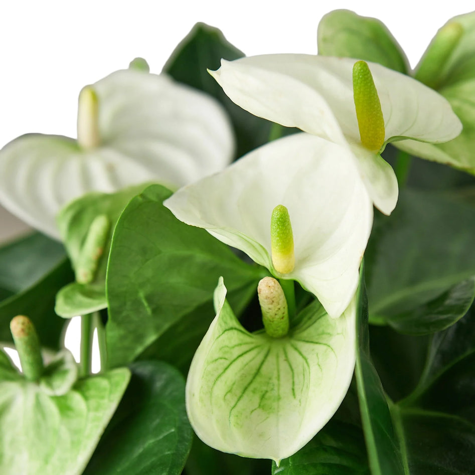 White Anthurium – Rare Blooming Indoor Plant | SunriseDaylas