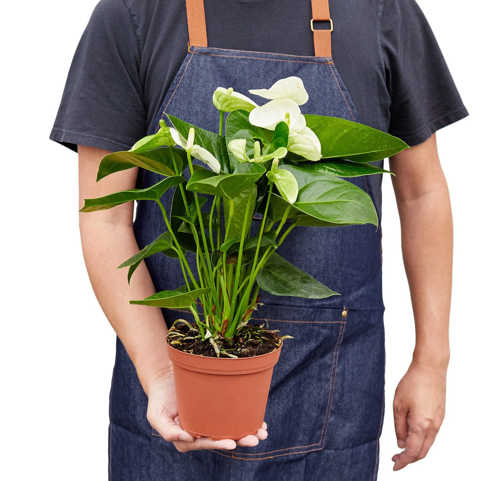 White Anthurium – Rare Blooming Indoor Plant | SunriseDaylas