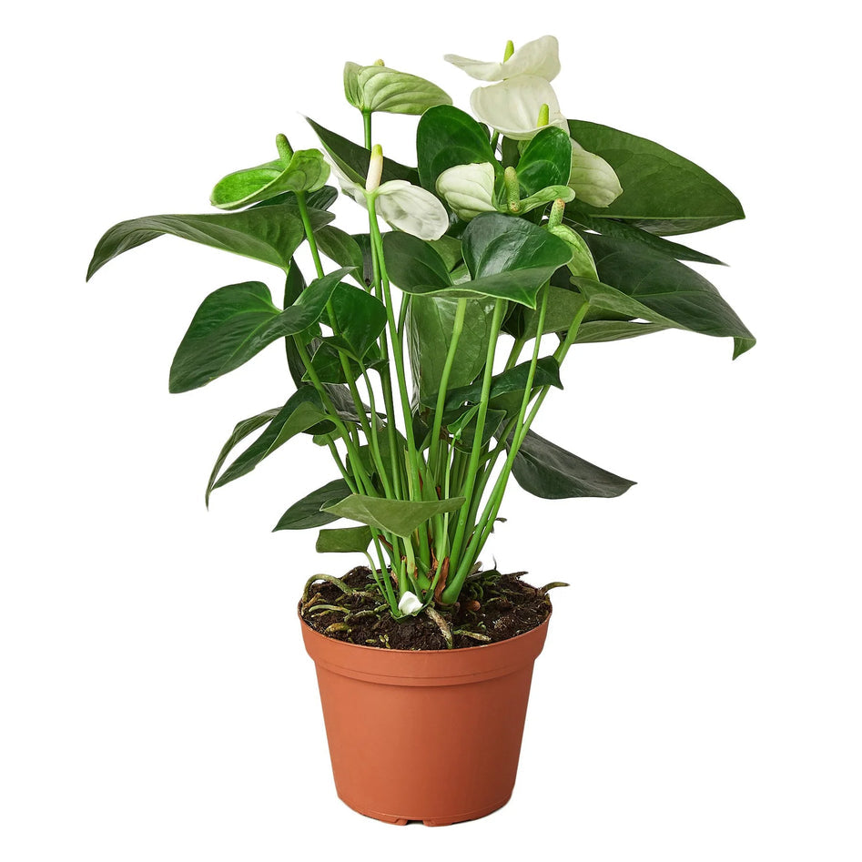 White Anthurium – Rare Blooming Indoor Plant | SunriseDaylas