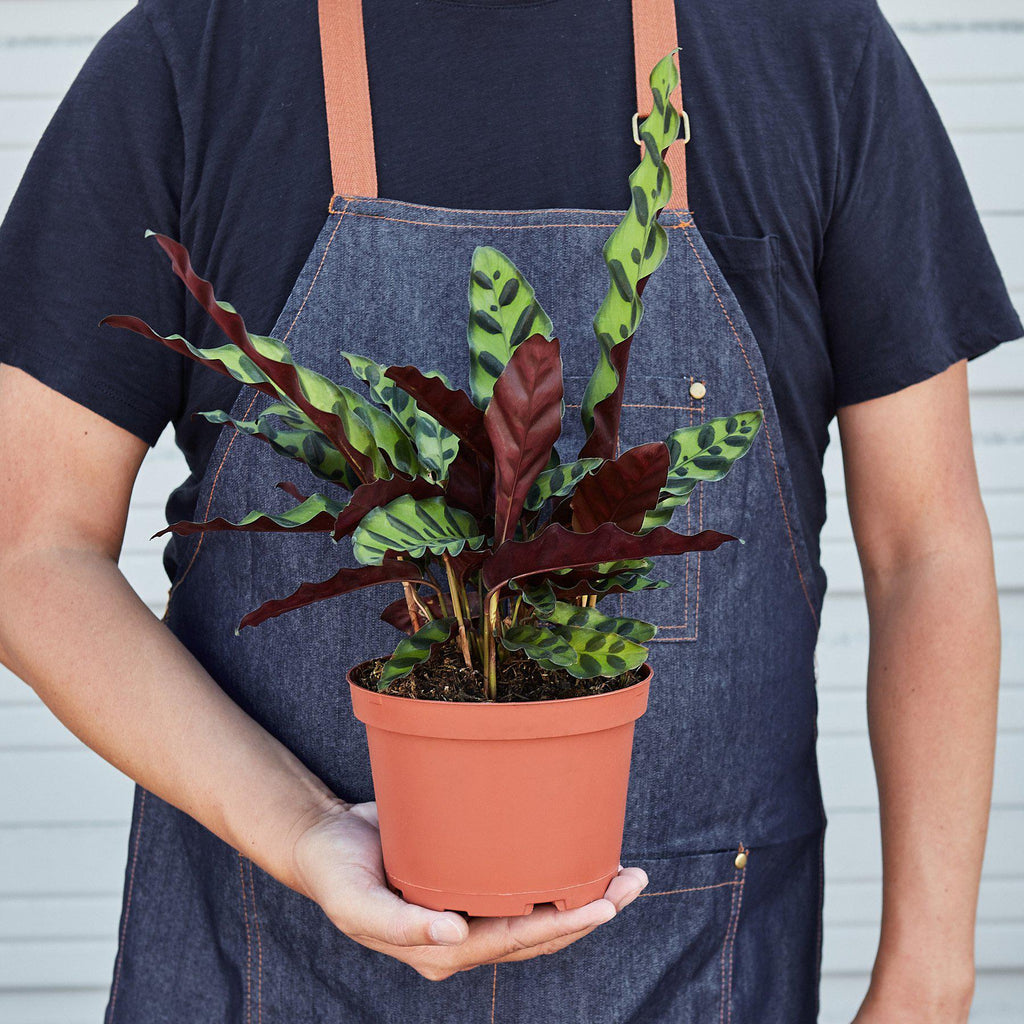 Calathea Rattlesnake Live Indoor Plant