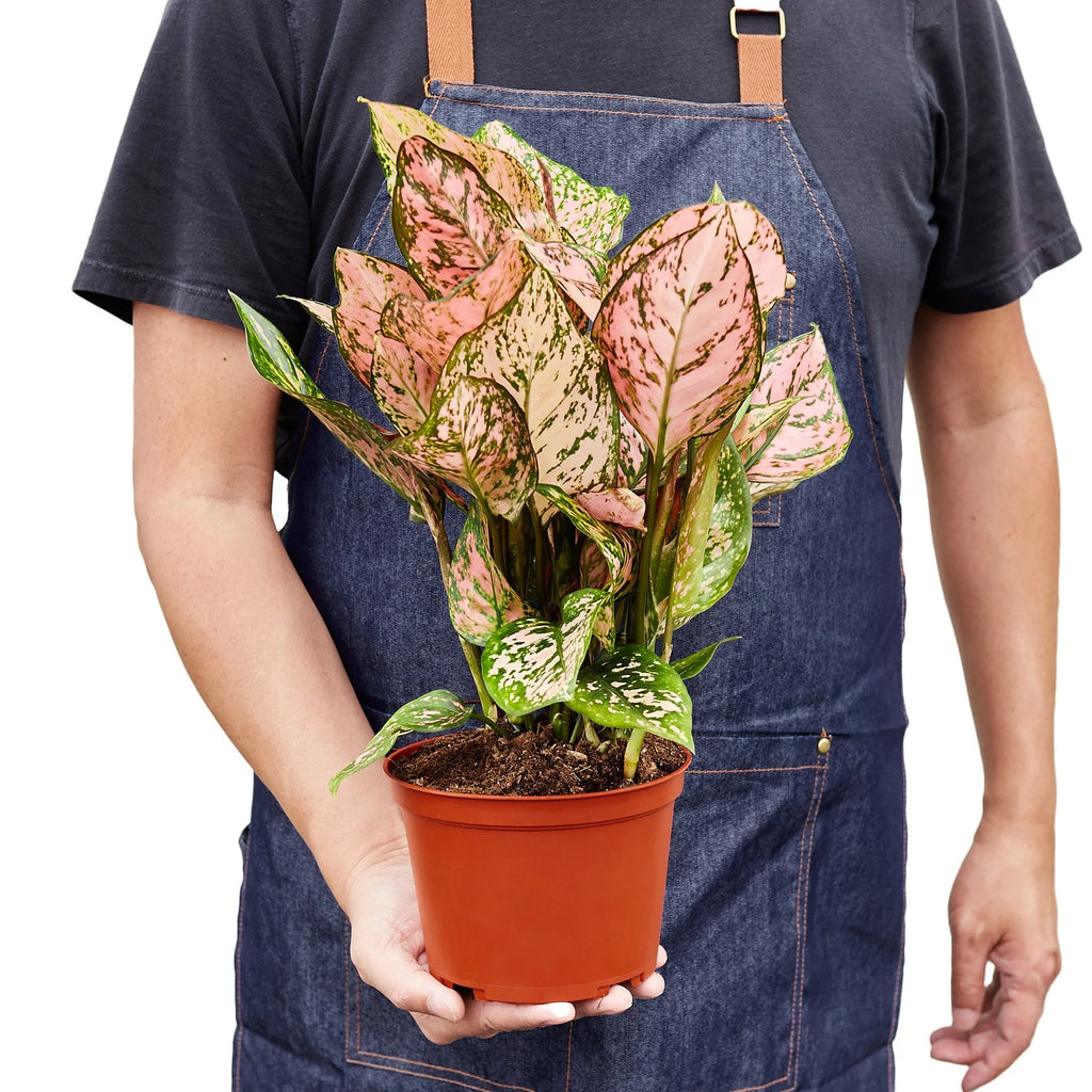Chinese Evergreen ‘Lady Valentine’ – Pink Variegated Indoor Plant | SunriseDaylas