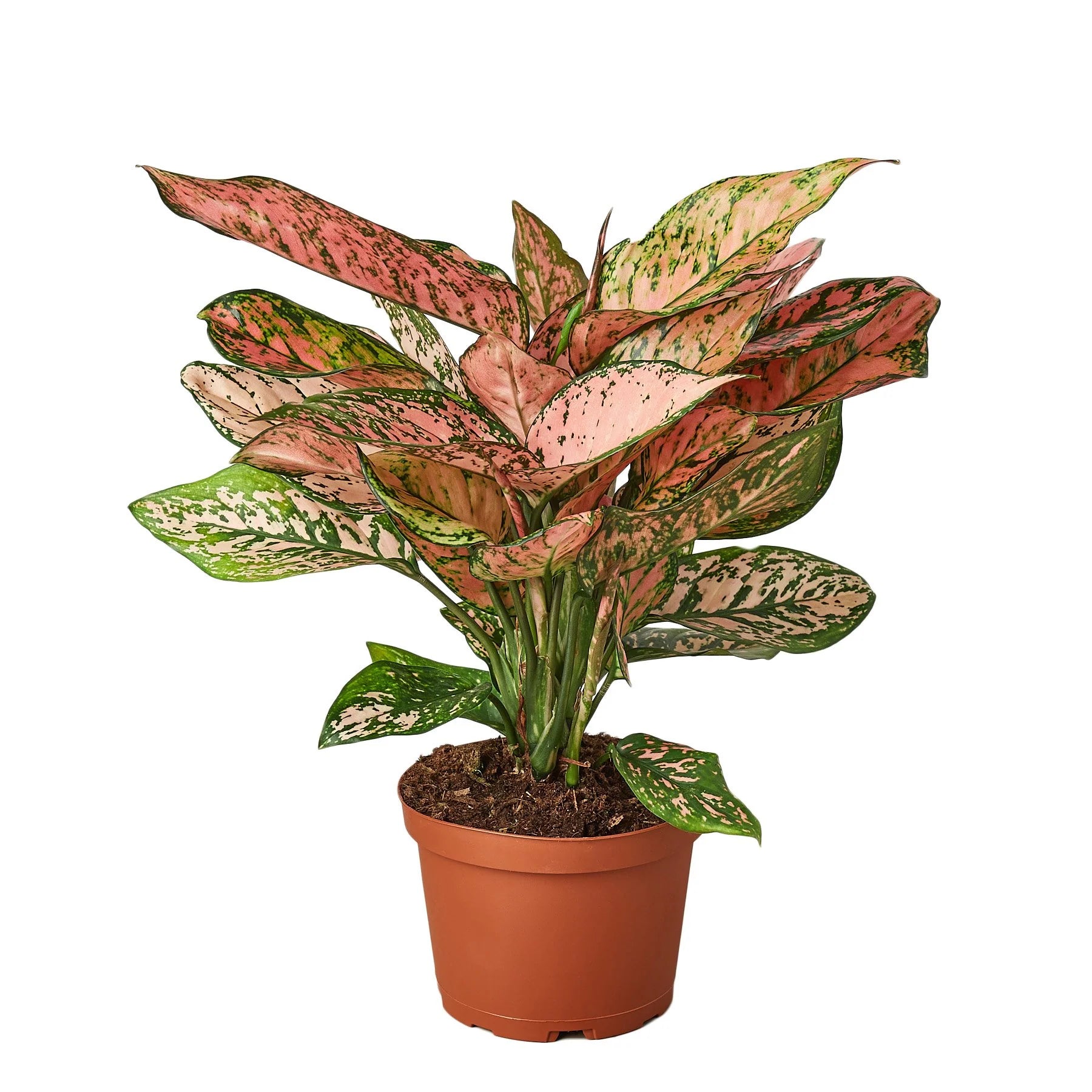Chinese Evergreen ‘Lady Valentine’ – Pink Variegated Indoor Plant | SunriseDaylas