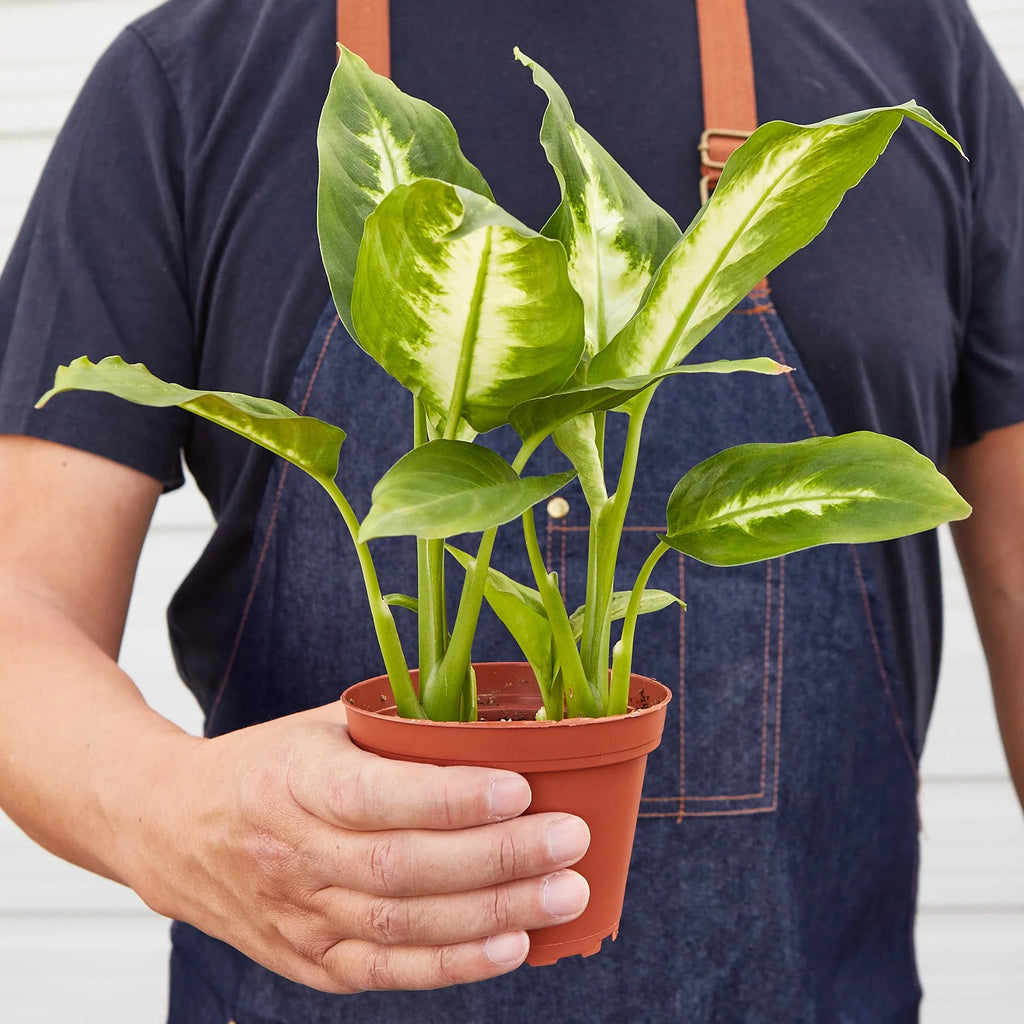 Dieffenbachia ‘Camille’ – Creamy Tropical Foliage Plant | SunriseDaylas