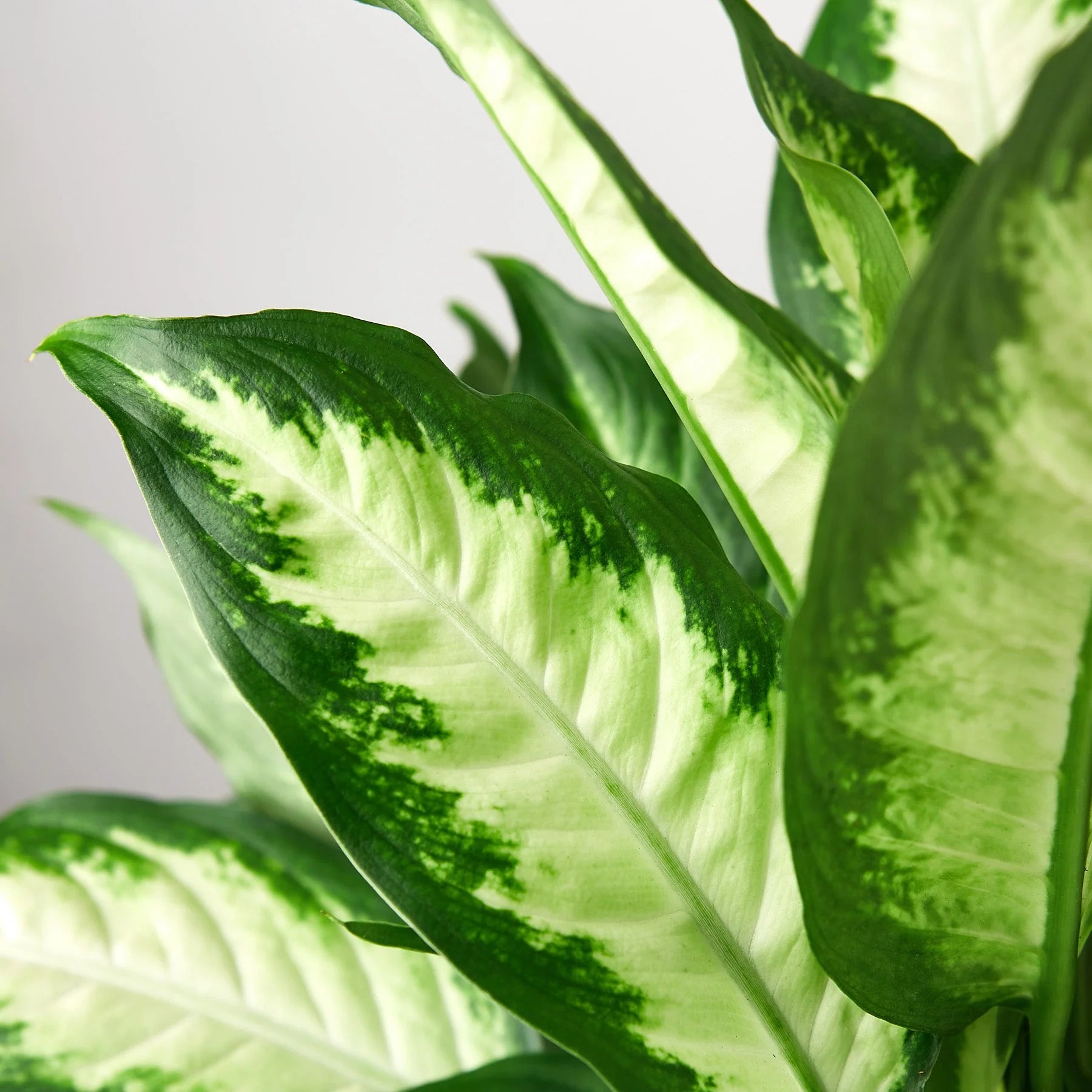 Dieffenbachia ‘Camille’ – Creamy Tropical Foliage Plant | SunriseDaylas