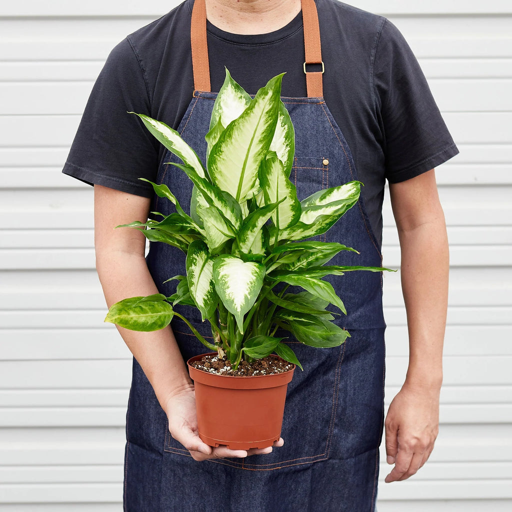 Dieffenbachia ‘Camille’ – Creamy Tropical Foliage Plant | SunriseDaylas