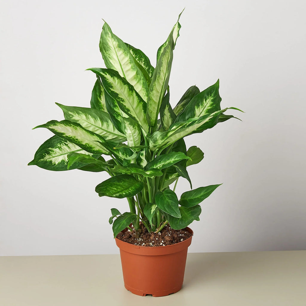 Dieffenbachia ‘Camille’ – Creamy Tropical Foliage Plant | SunriseDaylas