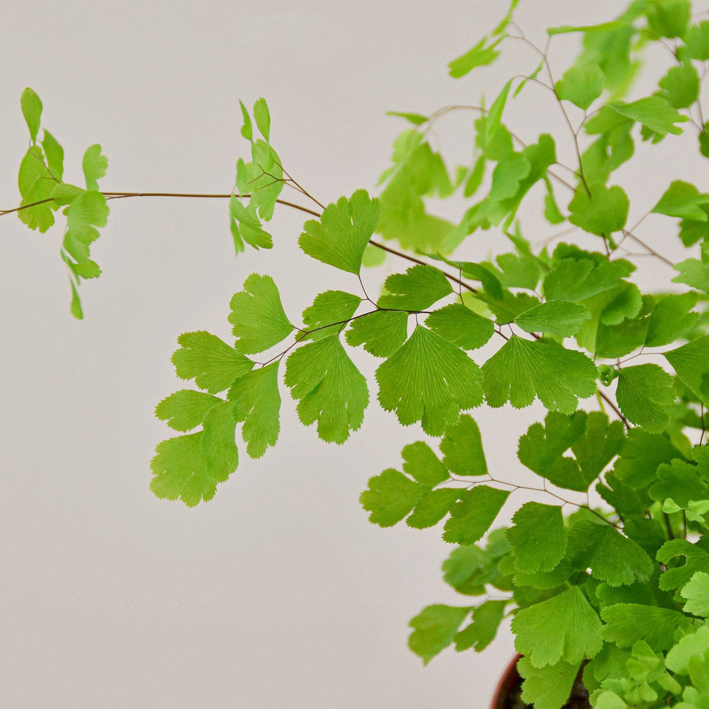 Maidenhair Fern Delicate Live Indoor Plant | SunriseDaylas