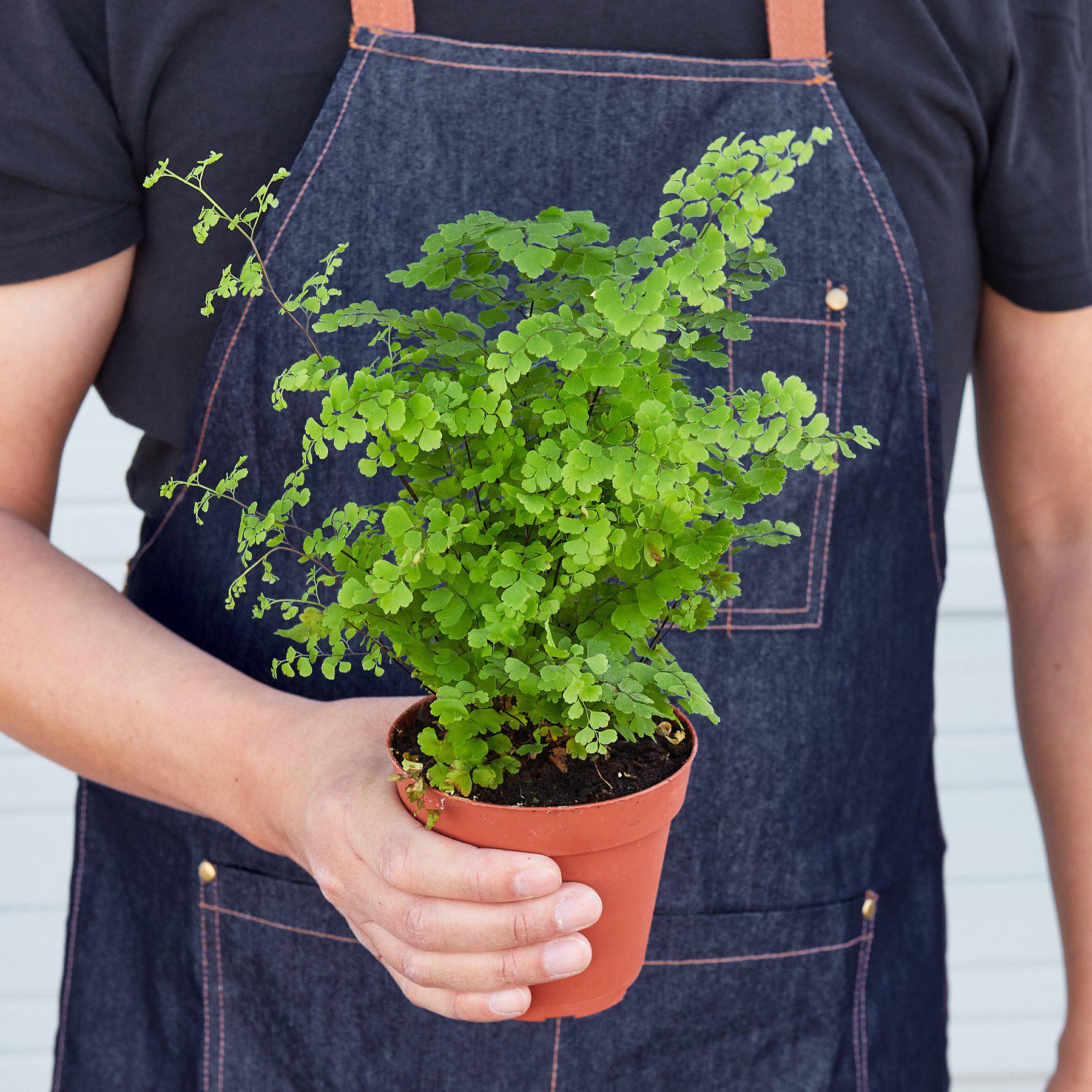 Maidenhair Fern Delicate Live Indoor Plant | SunriseDaylas