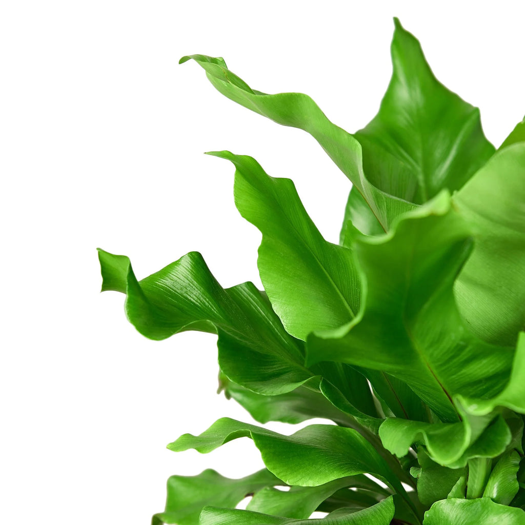 Bird's Nest Fern 'Nidus' – Tropical Indoor Plant | SunriseDaylas