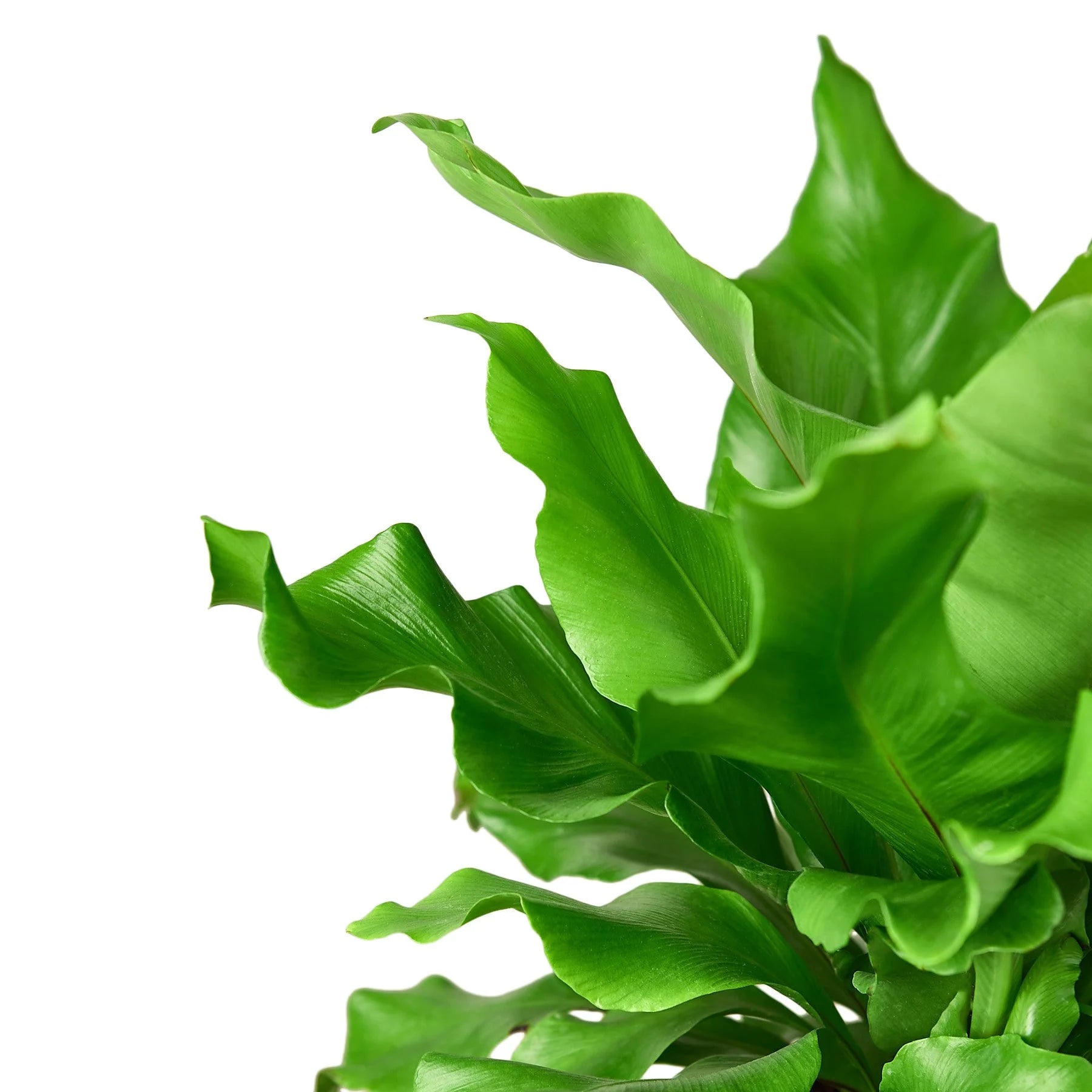 Bird's Nest Fern 'Nidus' – Tropical Indoor Plant | SunriseDaylas