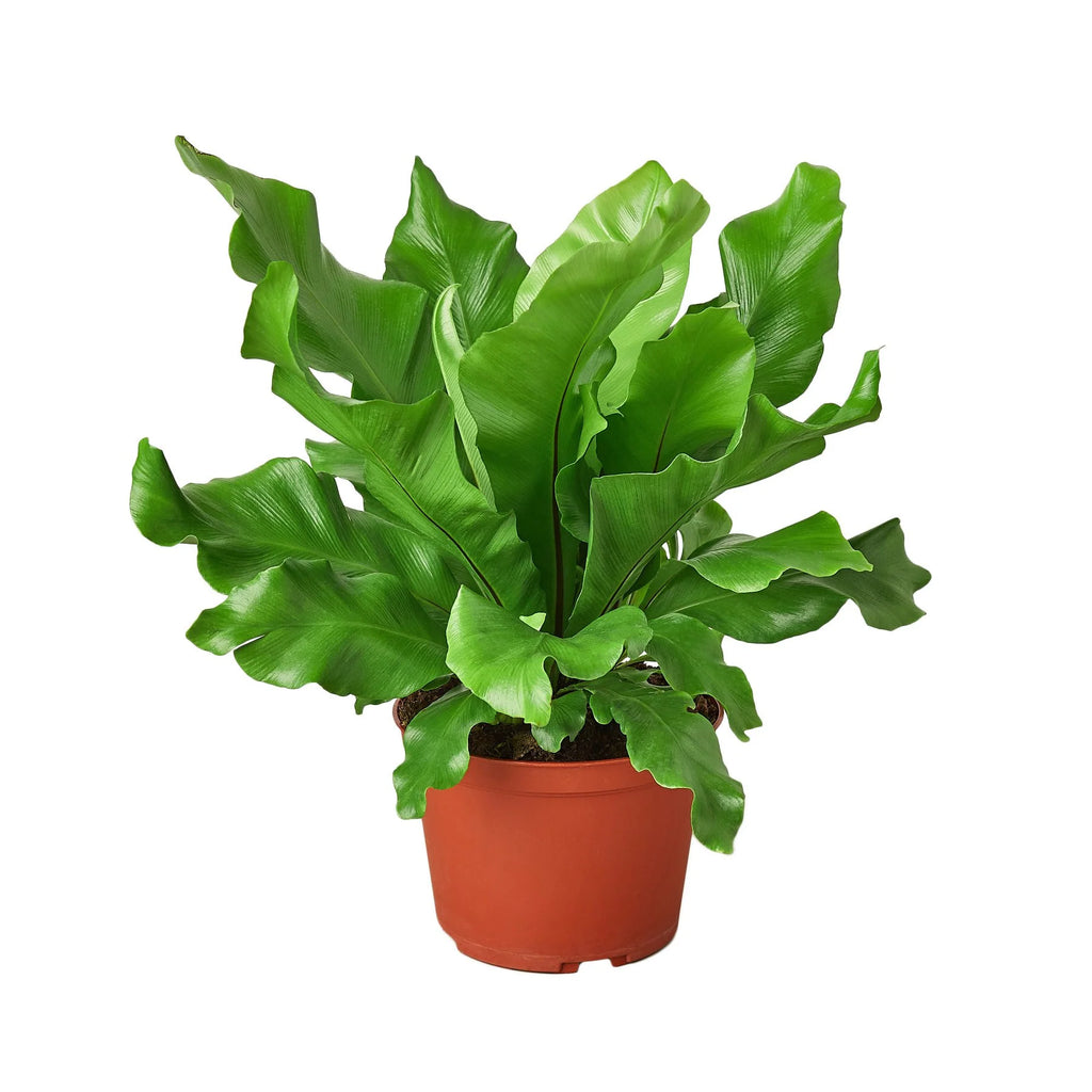 Bird's Nest Fern 'Nidus' – Tropical Indoor Plant | SunriseDaylas