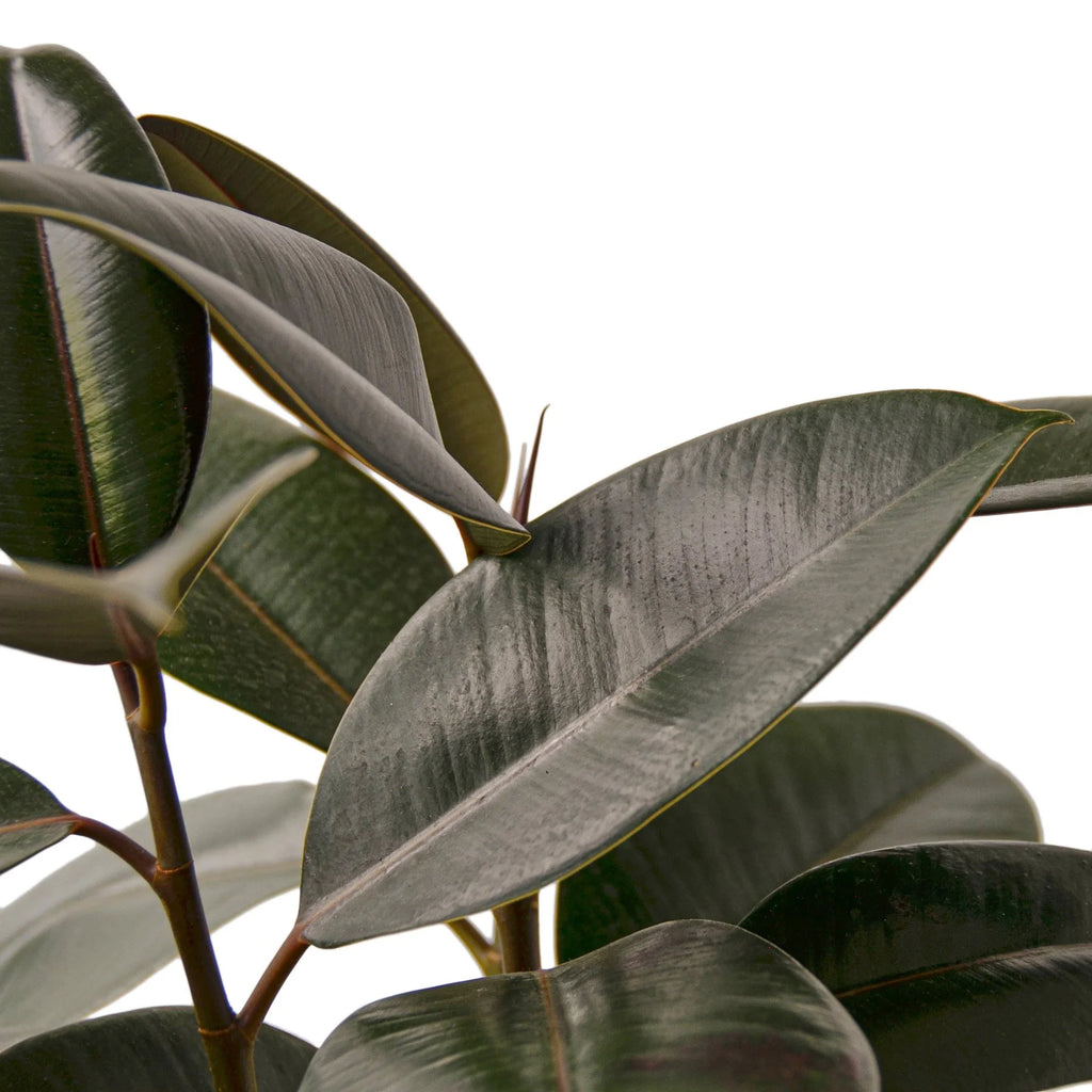 Ficus Elastica ‘Burgundy’ – Small Indoor Rubber Tree | SunriseDaylas
