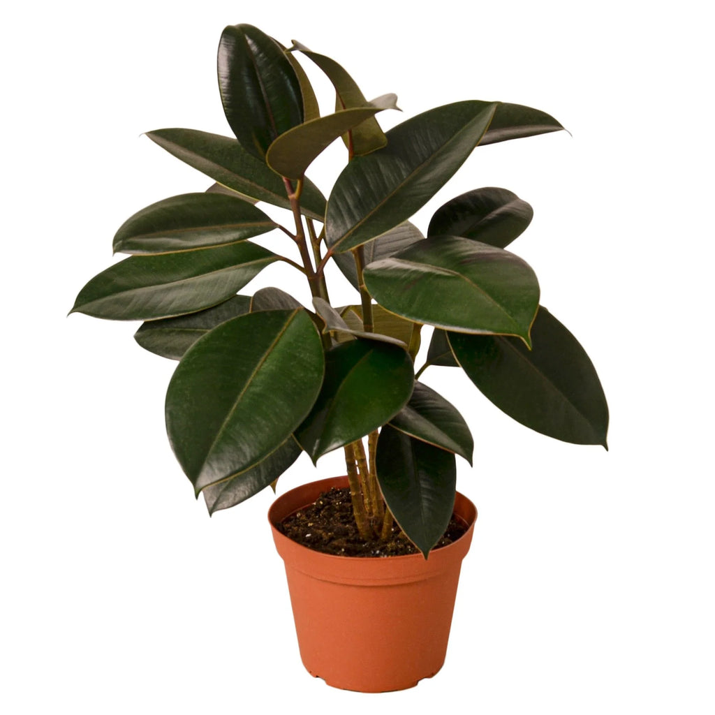 Ficus Elastica ‘Burgundy’ – Small Indoor Rubber Tree | SunriseDaylas
