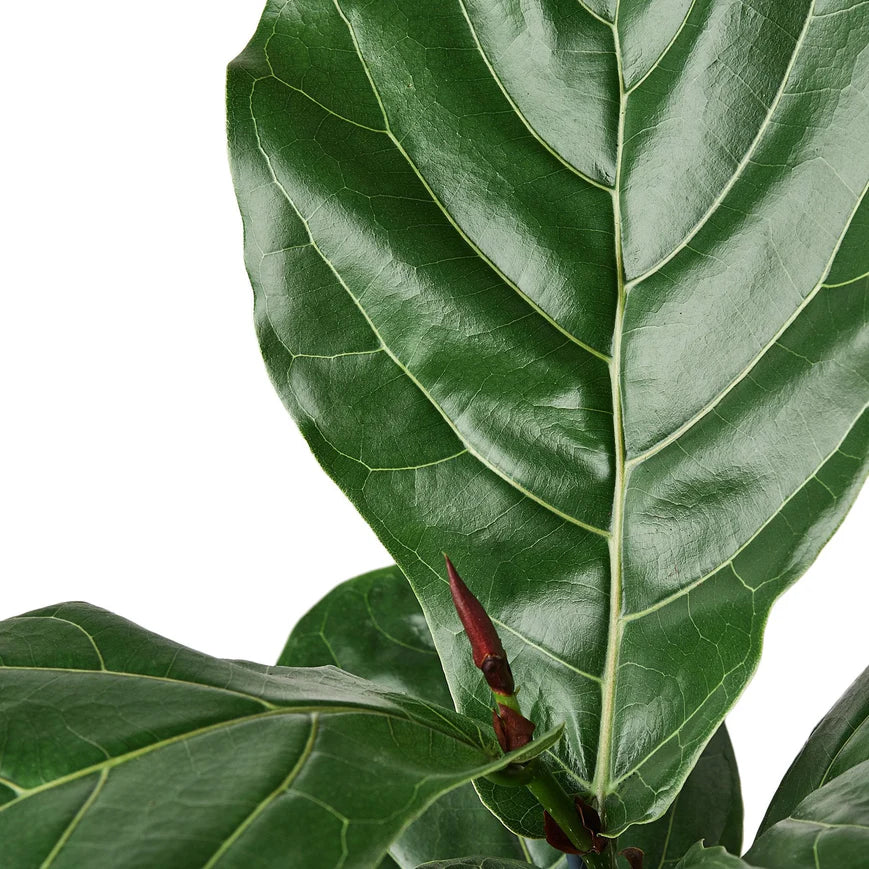 Fiddle Leaf Fig – Indoor Tropical Statement Plant | SunriseDaylas