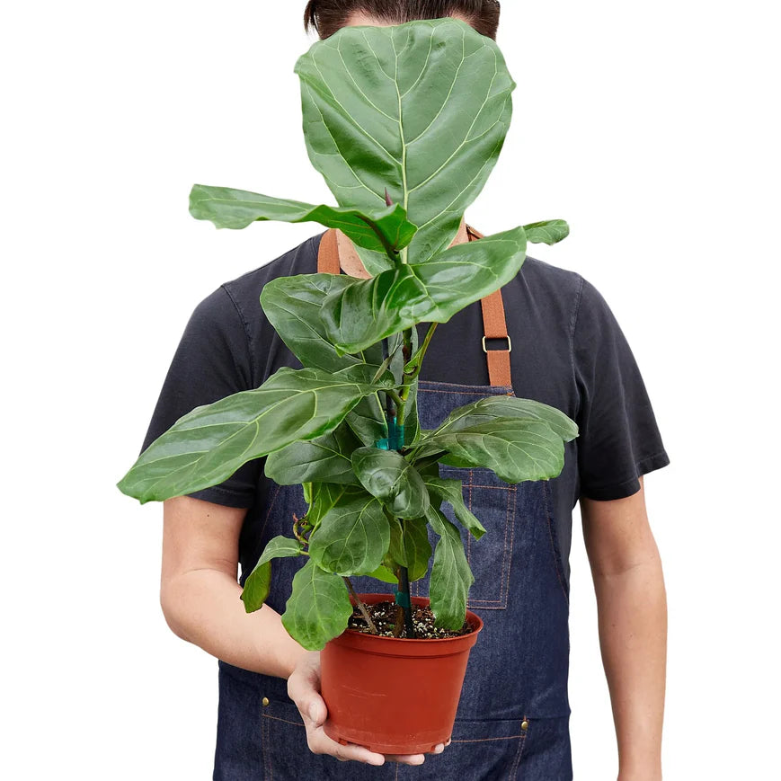Fiddle Leaf Fig – Indoor Tropical Statement Plant | SunriseDaylas