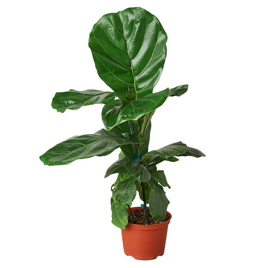Fiddle Leaf Fig – Indoor Tropical Statement Plant | SunriseDaylas