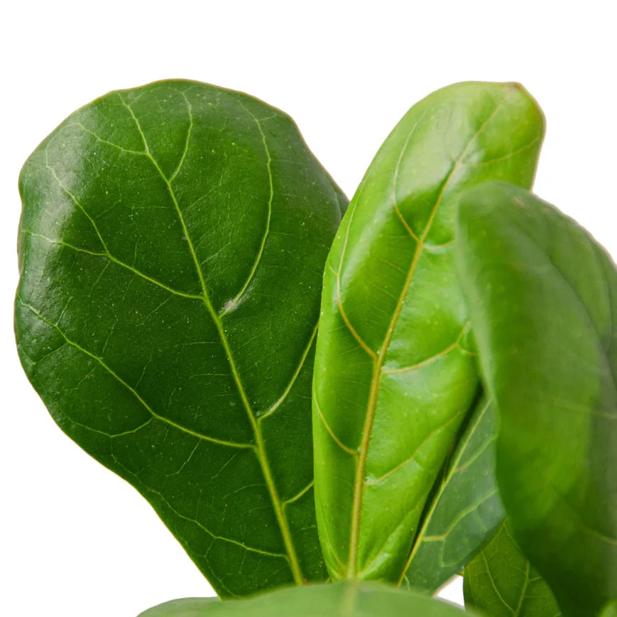 Fiddle Leaf Fig – Indoor Tropical Statement Plant | SunriseDaylas