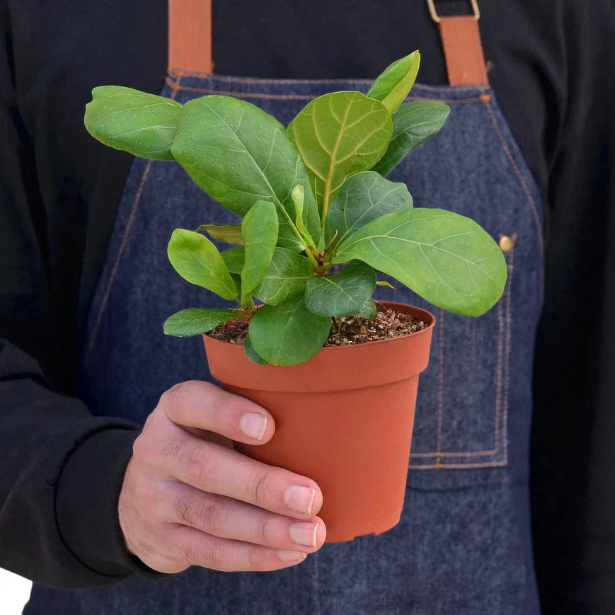 Fiddle Leaf Fig – Indoor Tropical Statement Plant | SunriseDaylas