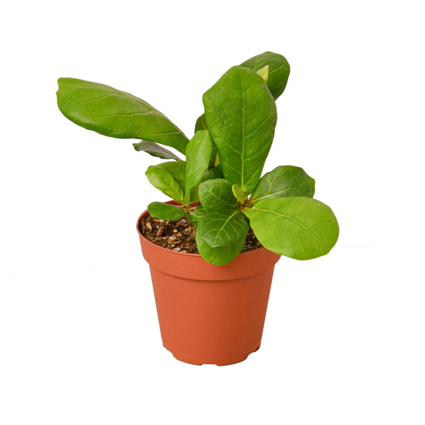 Fiddle Leaf Fig – Indoor Tropical Statement Plant | SunriseDaylas