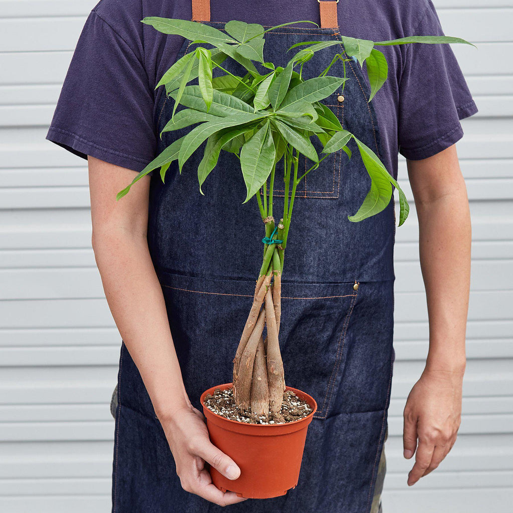 Money Tree Pachira Braid Live Indoor Plant | SunriseDaylas