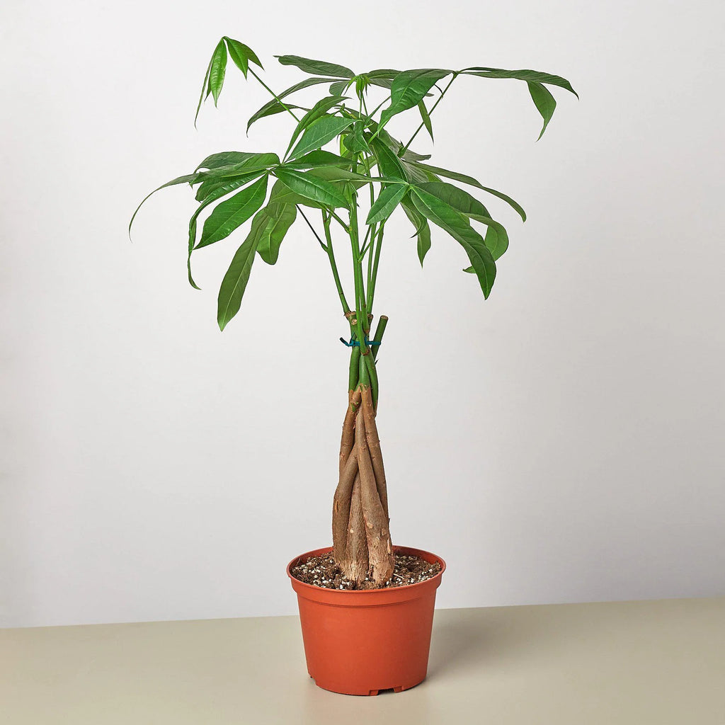 Money Tree Pachira Braid Live Indoor Plant | SunriseDaylas