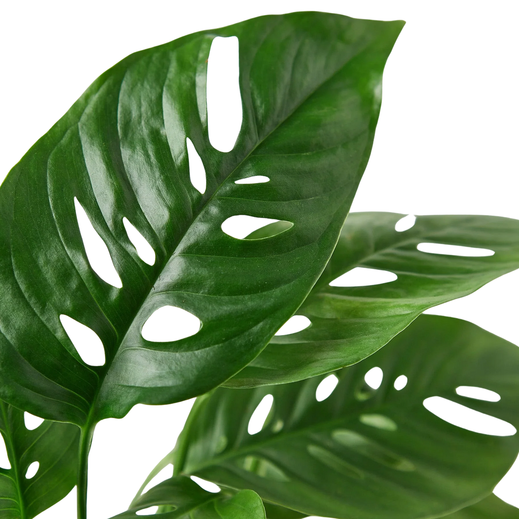 Monstera Adansonii – Swiss Cheese Vine Plant | SunriseDaylas