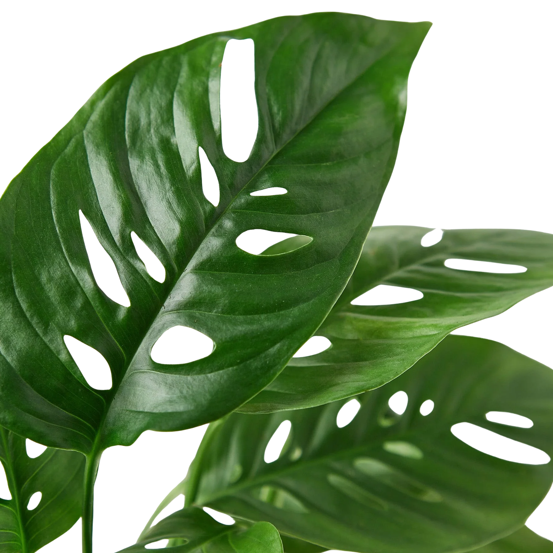 Monstera Adansonii – Swiss Cheese Vine Plant | SunriseDaylas