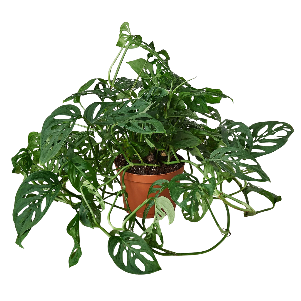 Monstera Adansonii – Swiss Cheese Vine Plant | SunriseDaylas